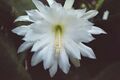 × Epicactus 'Lola Leah'