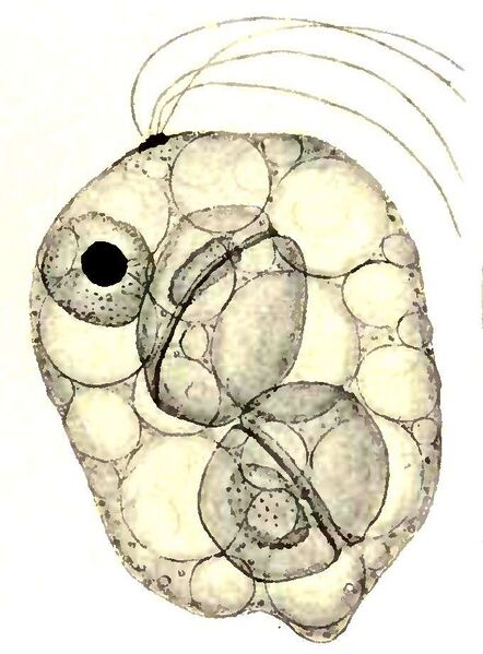 Fájl:Collodictyon with Peridinium.jpg