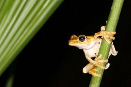 Hypsiboas rosenbergi