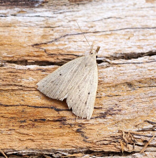 Fájl:Macrochilo cribrumalis (19763344452).jpg