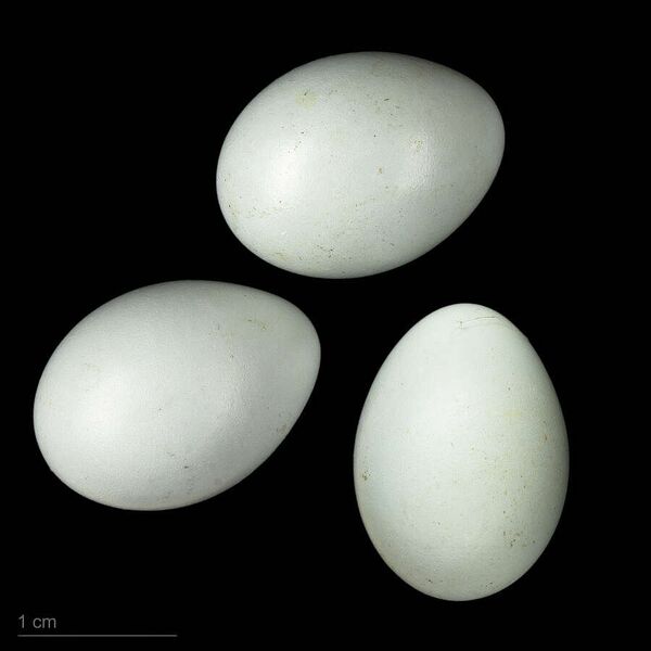 Fájl:Ficedula semitorquata MHNT.ZOO.2010.11.206.1.jpg