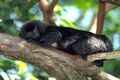 Ugrótamarin (Callimico goeldii)