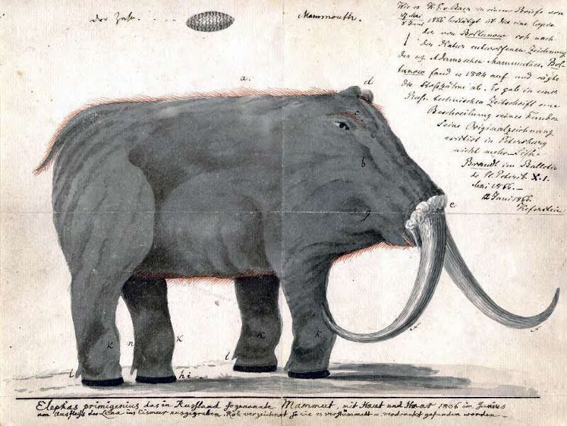 Fájl:Boltunov mammoth.jpg