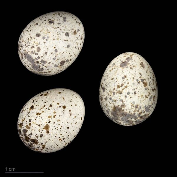 Fájl:Acrocephalus brevipennis MHNT.ZOO.2010.11.200.28.jpg