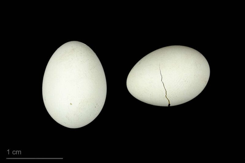 Fájl:Taeniopygia guttata castanotis MHNT.ZOO.2010.11.228.12.jpg