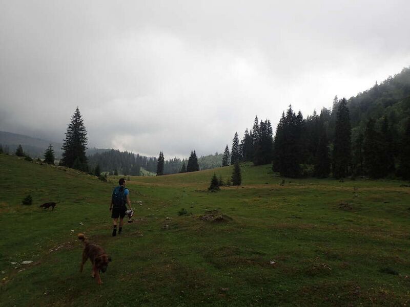Fájl:Varasoaia Meadow rain 01.jpg