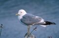 Viharsirály (Larus canus)