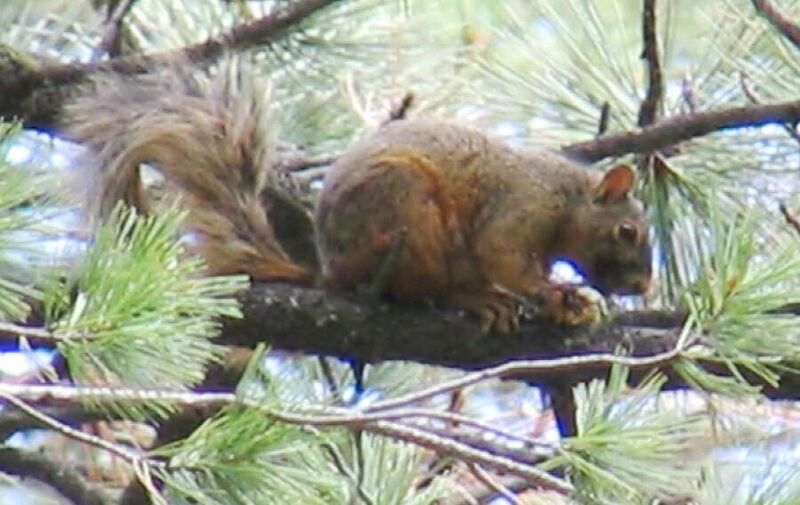 Fájl:Chiricahua fox squirrel.jpg