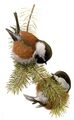 Vöröshátú cinege (Poecile rufescens)