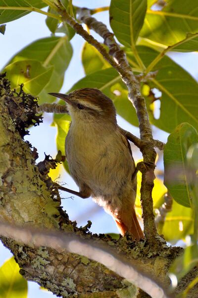 Fájl:Stripe-crowned Spinetail (Cranioleuca pyrrhophia).jpg