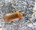 Narancssárga alkonybogár (Pseudocistela ceramboides) (Alleculinae)